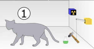 Gatto-schrodinger
